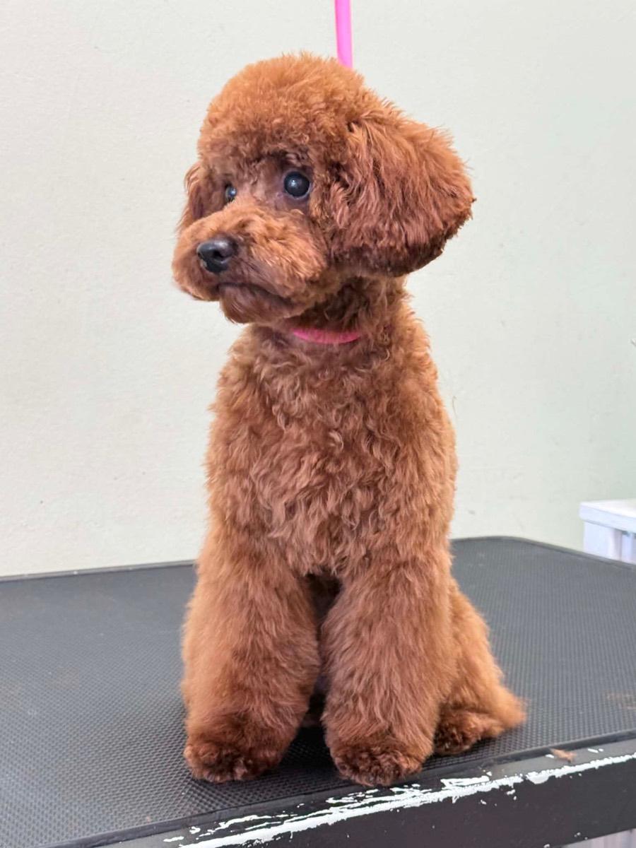 Rudy toy pudel po groomingu na stole