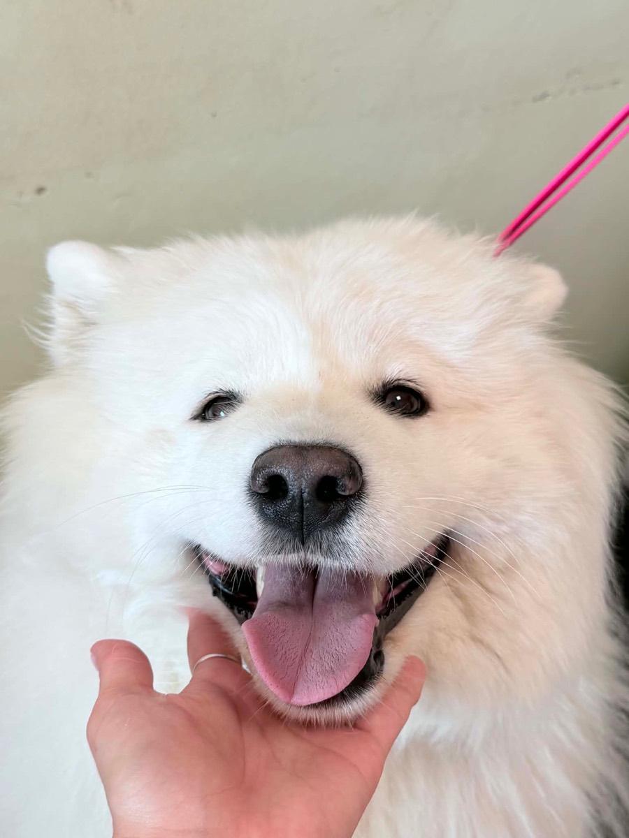 Samoyed po pielęgnacji - uśmiechnięty